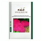 Creeping Thyme Bonsai Rare Color Rock CRESS Plant Perennial Ground Cover Flower - 300 PCS Seeds