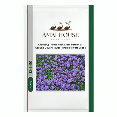 Creeping Thyme Rock Cress Perennial Ground Cover Flower Purple Flowers - 100 PCS Seeds