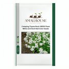 Creeping Thyme Rock CRESS Plant White and Dark Red Color - 200 PCS Seeds