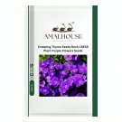 Creeping Thyme Rock CRESS Plant Purple Flowers - 200 PCS Seeds