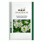 Creeping Thyme White Red Available - 100 PCS Seeds