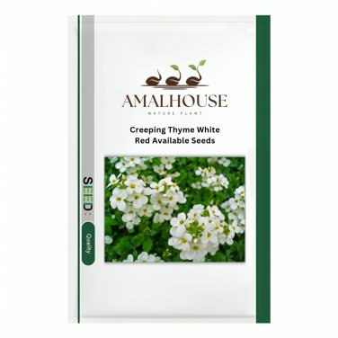 Creeping Thyme White Red Available - 100 PCS Seeds