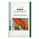 Crocosmia aurea - 100 PCS Seeds