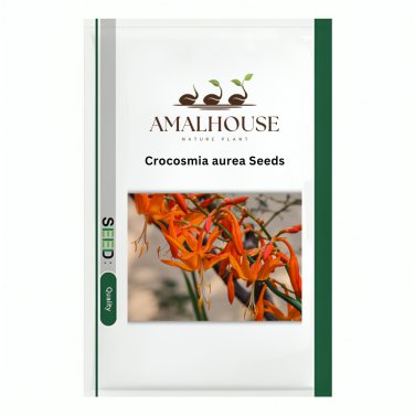 Crocosmia aurea - 100 PCS Seeds