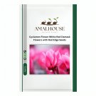 Cyclamen Flower White Red Damask Flowers with Red Edge - 50 PCS Seeds