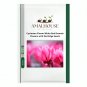 Cyclamen Flower White Red Damask Flowers with Red Edge - 50 PCS Seeds
