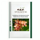 Cymbidium Floribundum Orchid Redish Brown Flowers - 100 PCS Seeds