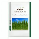 Cypress Trees Bonsai Perennial Courtyard Conifer Bonsais Plantas Natural - 50 PCS Seeds
