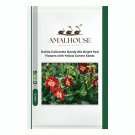 Dahlia Collarette Dandy Mix Bright Red Flowers with Yellow Centre - 50 PCS Seeds