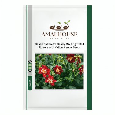 Dahlia Collarette Dandy Mix Bright Red Flowers with Yellow Centre - 50 PCS Seeds