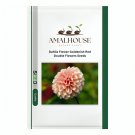 Dahlia Flower Goldenish Red Double Flowers - 100 PCS Seeds