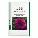 Dahlia Flower Plants Jardin Charming - 200 PCS Seeds