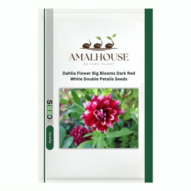 Dahlia Flower Big Blooms Dark Red White Double Petails - 100 PCS Seeds