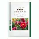 Dahlia Tree Bonsai Flowers Colorful - 50 PCS Seeds