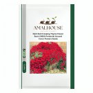 Dark Red Creeping Thyme Flower Rock CRESS Perennial Ground Cover Flowers - 200 PCS Seeds