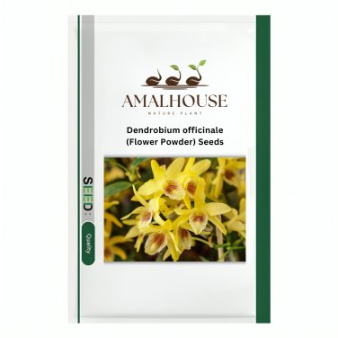 Dendrobium officinale (Flower Powder) - 1 PCS Seeds