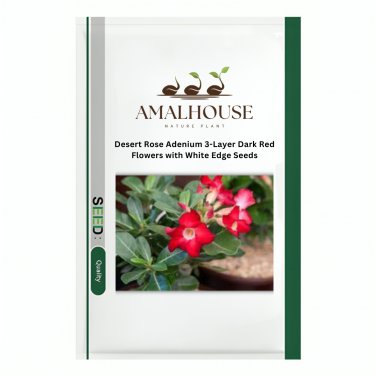 Desert Rose Adenium 3-Layer Dark Red Flowers with White Edge - 2 PCS Seeds