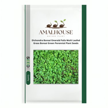 Dichondra Bonsai Emerald Falls Multi Leafed Grass Bonsai Green Perennial Plant - 100 PCS Seeds