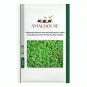 Dichondra Bonsai Emerald Falls Multi Leafed Grass Bonsai Green Perennial Plant - 100 PCS Seeds