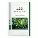 Dracaena - 10 PCS Seeds