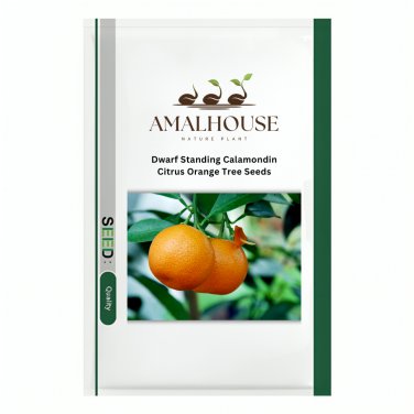 Dwarf Standing Calamondin Citrus Orange Tree - 30 PCS Seeds
