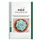 Echeveria Desmetiana Rare Succulent Plant Echeveria Peacockii Bonsai - 100 PCS Seeds