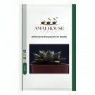Echeveria Purpusorum - 100 PCS Seeds