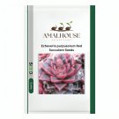 Echeveria purpusorum Red Succulent - 10 PCS Seeds