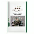 Echeveria Purpusorum Fresh Ones - 100 PCS Seeds
