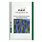 Echium wildpretii Monocarpic Plant Biennial - 100 PCS Seeds