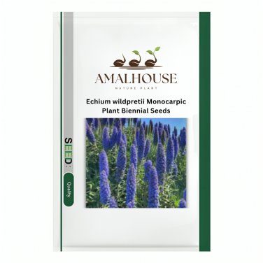 Echium wildpretii Monocarpic Plant Biennial - 100 PCS Seeds