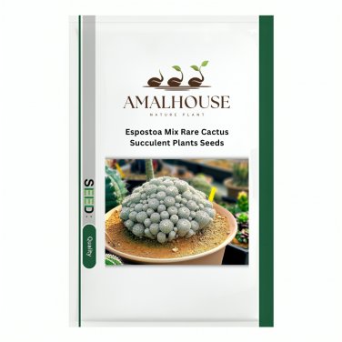 Espostoa Mix Rare Cactus Succulent Plants - 10 PCS Seeds