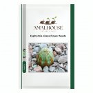 Euphorbia obesa Flower - 100 PCS Seeds