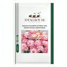 Eustoma Grandiflorum Water Pink Double Flowers Hybrid - 100 PCS Seeds
