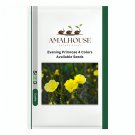 Evening Primrose 4 Colors Available - 100 PCS Seeds