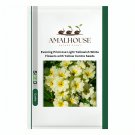 Evening Primrose Light Yellowish White Flowers with Yellow Centre - 100 PCS Seeds