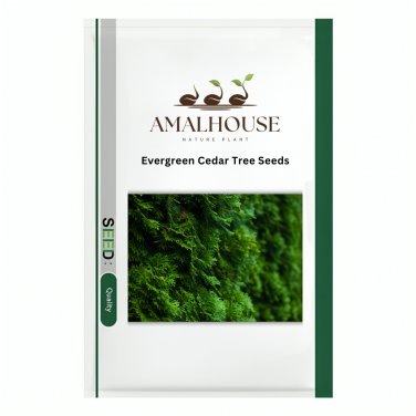 Evergreen Cedar Tree - 20 PCS Seeds
