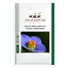 Exacum Affine Hybrid F1 Persian Violets - 100 PCS Seeds