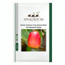 Exotic Cashew Tree Anacardium Occidentale - 5 PCS Seeds