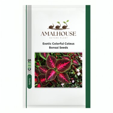 Exotic Colorful Coleus Bonsai - 150 PCS Seeds