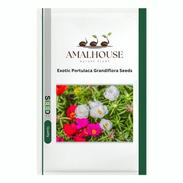 Exotic Portulaca Grandiflora - 100 PCS Seeds