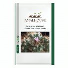 Ferocactus Mix Fresh samen rare cactus - 10 PCS Seeds