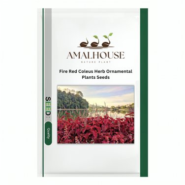 Fire Red Coleus Herb Ornamental Plants - 200 PCS Seeds