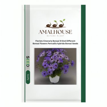 Florists Cineraria Bonsai 9 Kind Different Bonsai Flowers Pericallis hybrida Bonsai - 100 PCS Seeds