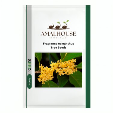 Fragrance osmanthus Tree - 10 PCS Seeds