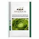 Fresh Rare Aeonium tabuliforme Succulent Plant sementes - 100 PCS Seeds