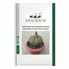 Fresh Astrophytum asterias Superkabuto Rare Cactus - 10 PCS Seeds