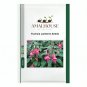 Fuchsia Lanterns - 100 PCS Seeds