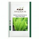 Garden Foxtail Fern Bonsai Green Color - 100 PCS Seeds