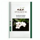Gaultheria hispida Snowberry - 5 PCS Seeds